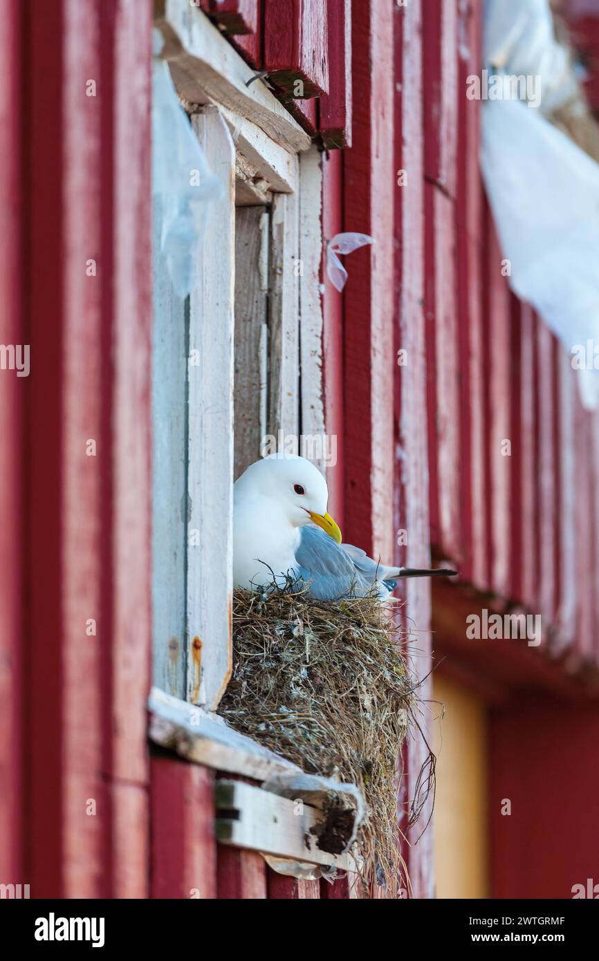Kittiwake brooding in a window of the old house Stock Photo - Alamy