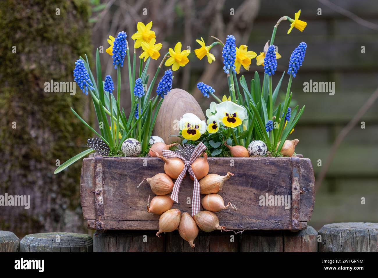yellow viola flower, narcissus and grape hyacinths in old brick mould  in garden Stock Photo