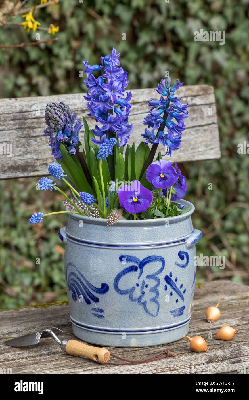 purple viola flower, hyacinths and grape hyacinths in pum pot in the garden Stock Photo