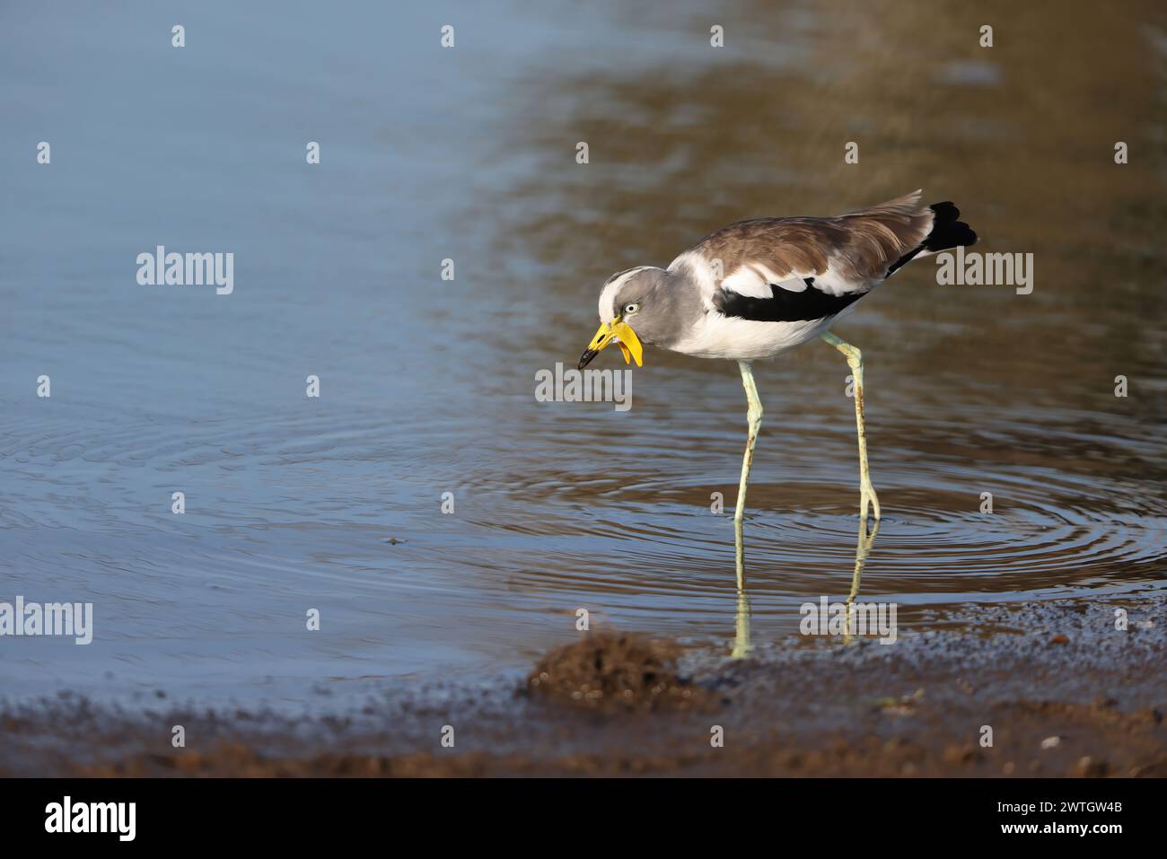 The white-crowned lapwing, white-headed lapwing, white-headed plover or ...