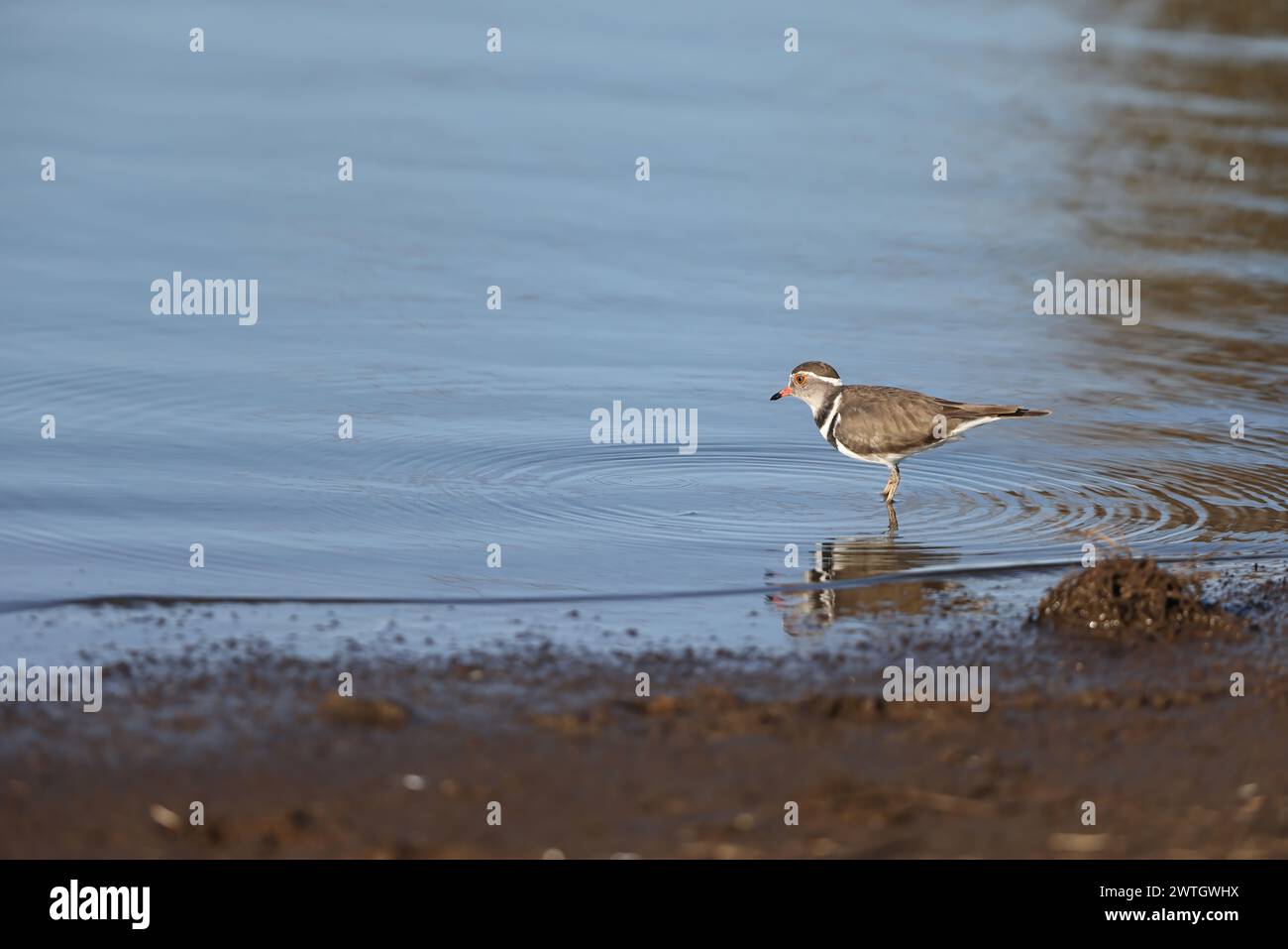 Three-banded plover, or three-banded sandplover (Charadrius tricollaris), is a small wader. This plover is resident and generally sedentary in much of Stock Photo