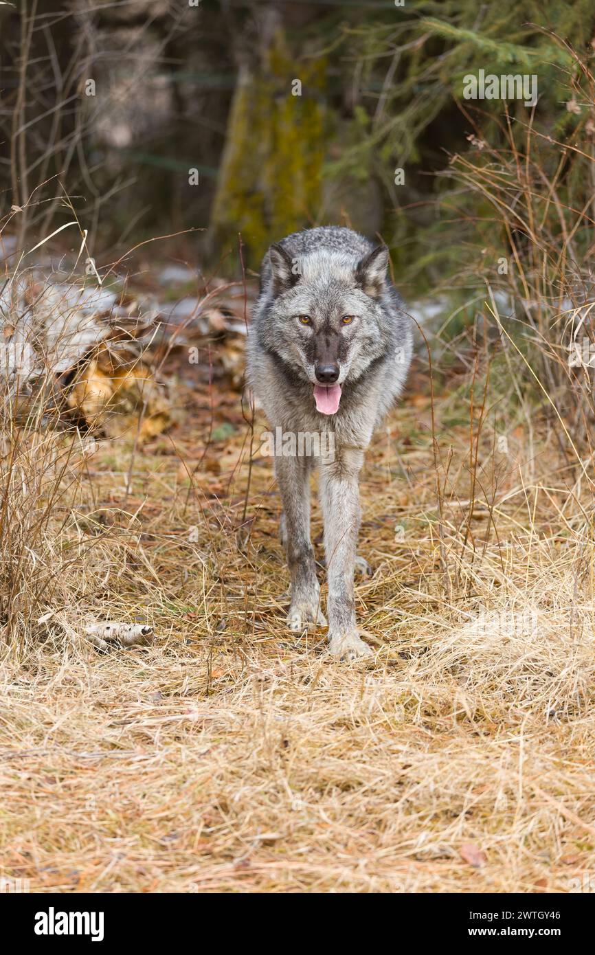 Grey wolf Canis lupus, adult walking at forest edge, Montana, USA ...