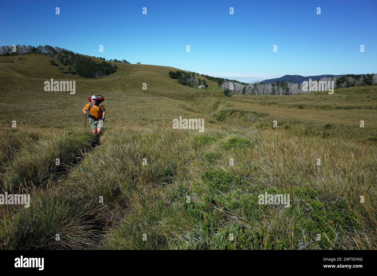 Man tourist hiking on grassy terrain beautiful hilly landscape in Puyehue National Park, Los Lagos Region, Outdoor activity in Chile Stock Photo