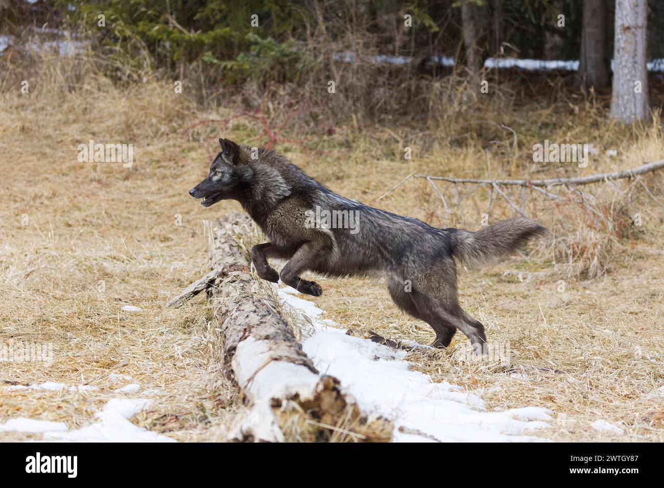 Grey wolf Canis lupus, adult jumping over fallen tree, Montana, USA, March Stock Photo
