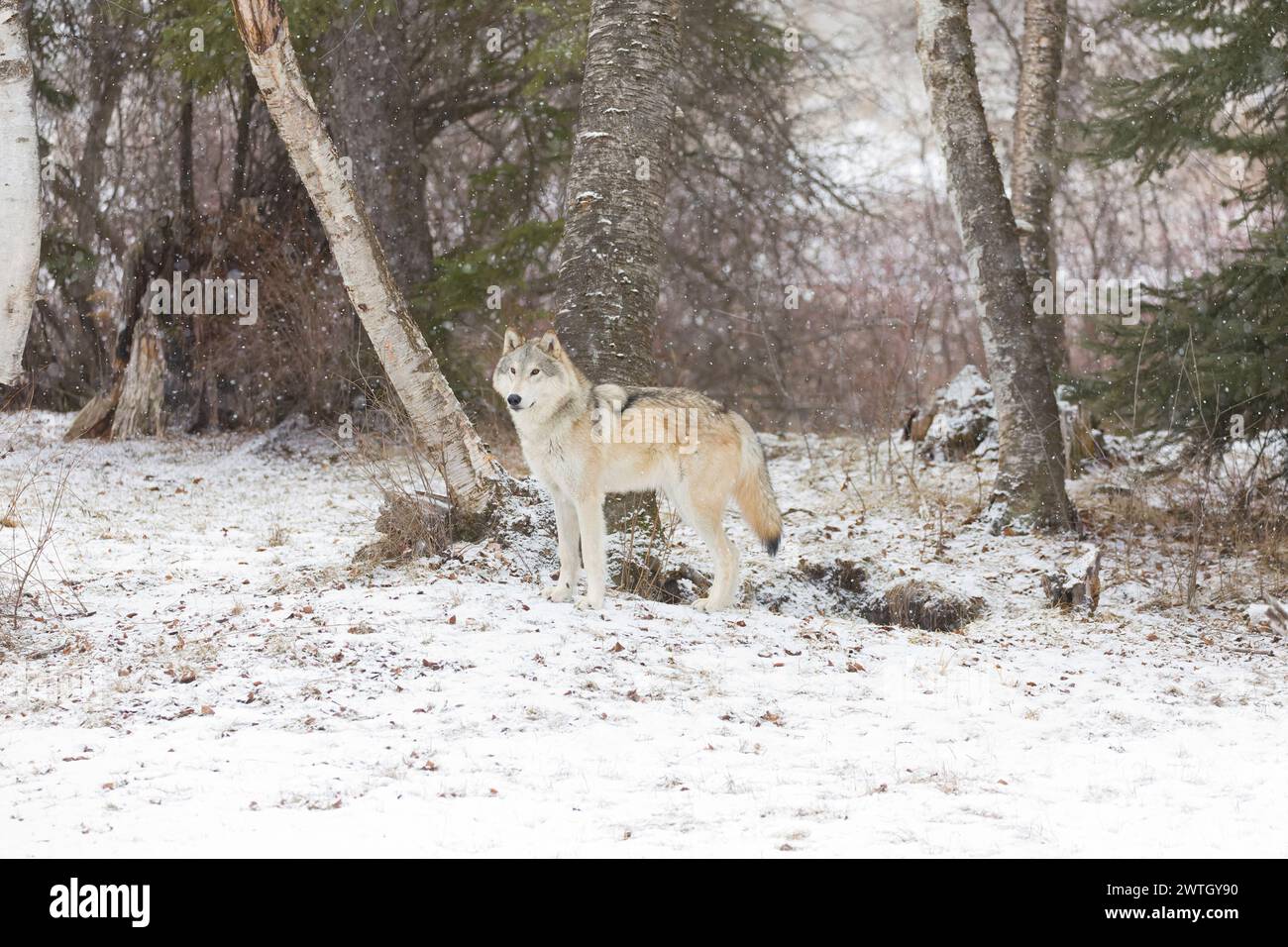 Grey wolf Canis lupus, adult standing at forest edge during snowfall ...