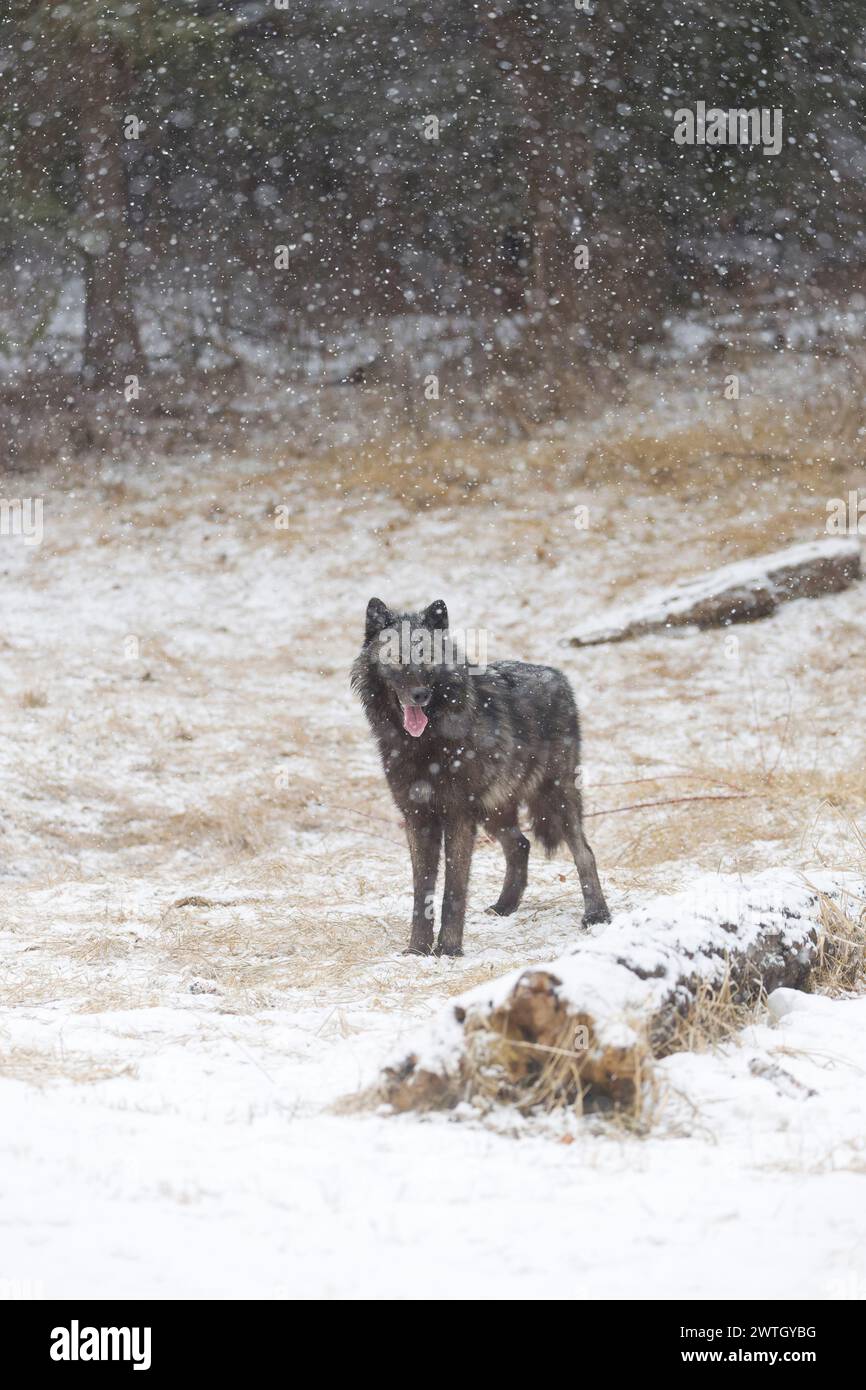Grey wolf Canis lupus, adult standing at forest edge during snowfall ...