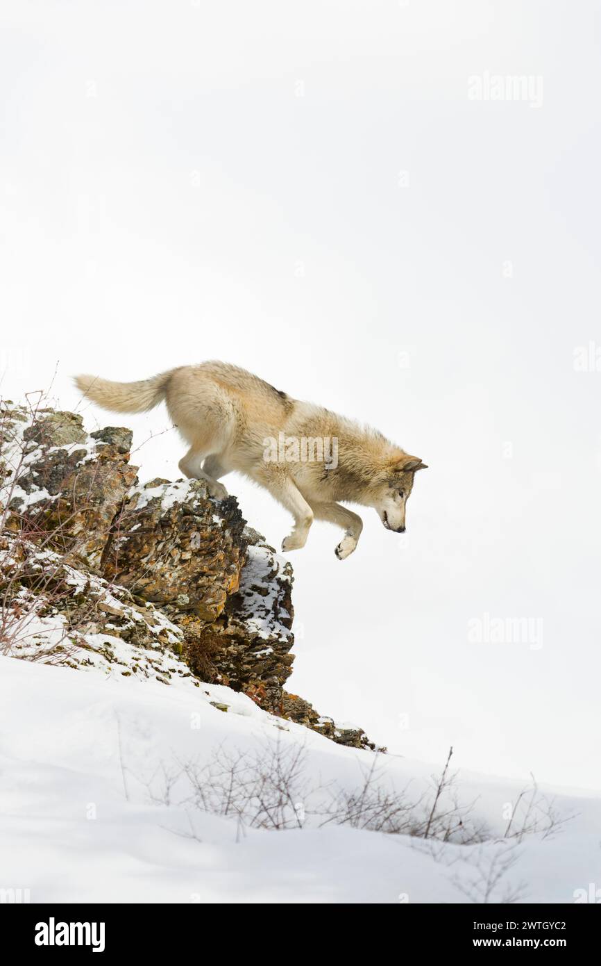 Grey wolf Canis lupus, adult jumping from snow covered ridge, Montana, USA, March Stock Photo