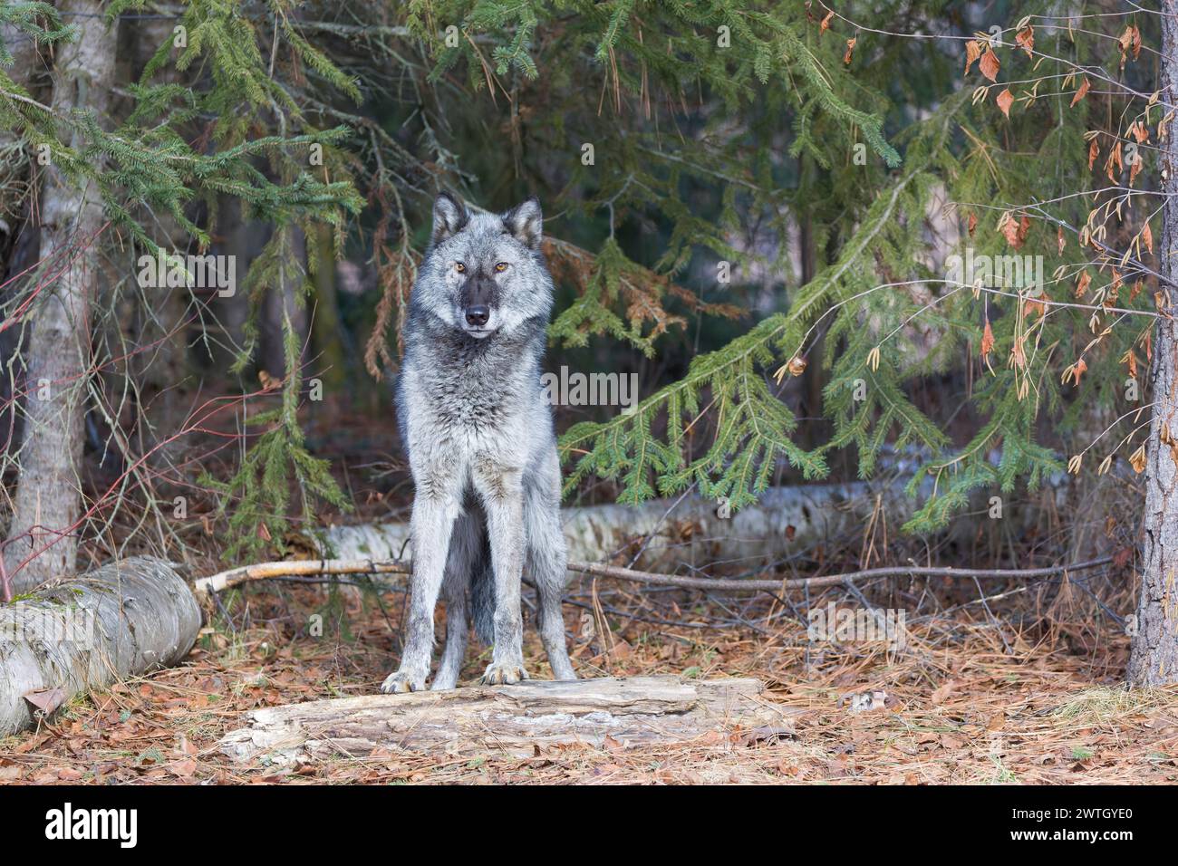 Grey wolf Canis lupus, adult standing at forest edge, Montana, USA ...