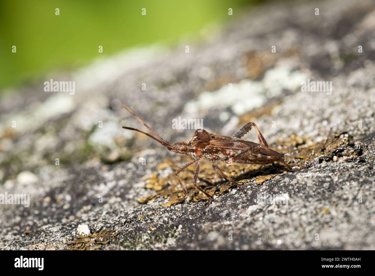 A Western conifer seed bug sitting on a rock, sunny day in autumn Austria Gmünd Austria Stock Photo