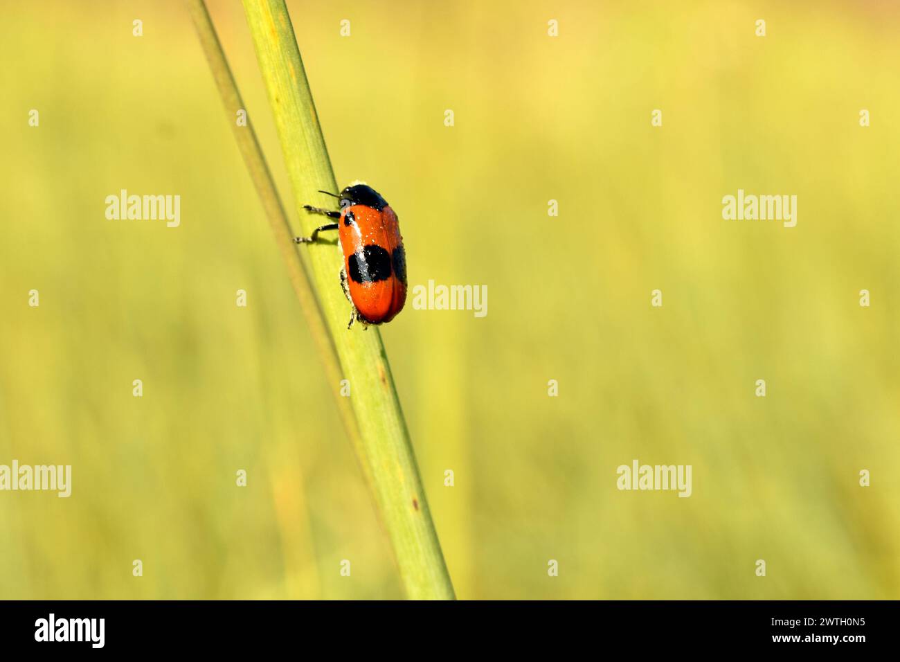 Insect Clytra laeviuscula sits on the grass, side view. Stock Photo