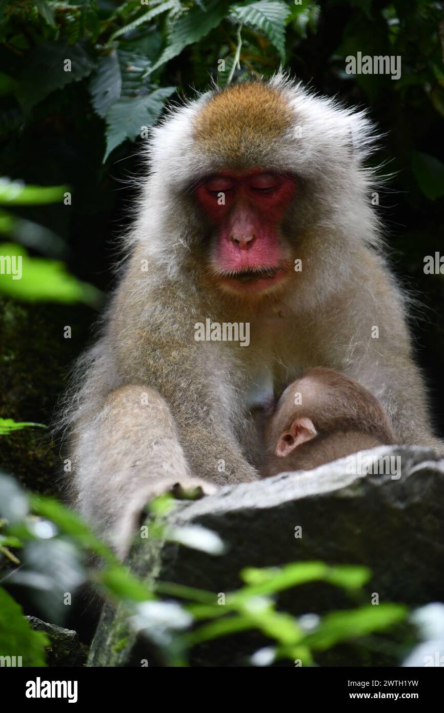 Macaco onsen hi-res stock photography and images - Alamy