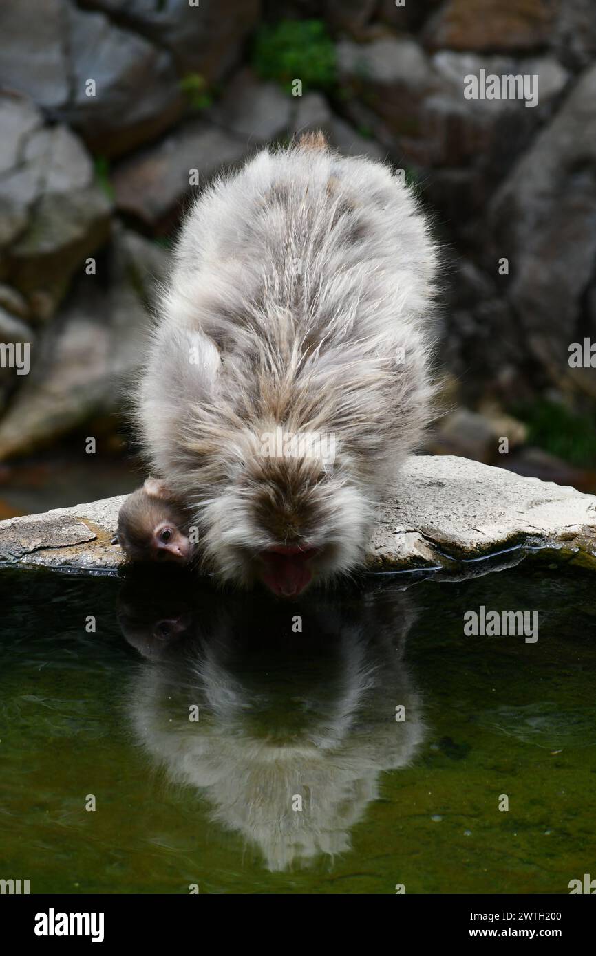 baby Japanese macaque or snow monkey in Jigokudani National Park in Nagano Prefecture, drinking in the onsen Stock Photo