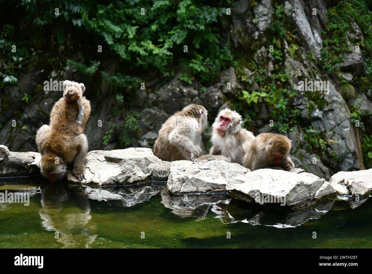 Japanese macaques or snow monkeys in Jigokudani National Park in Nagano Prefecture, bathe in the onsen together with their cubs Stock Photo