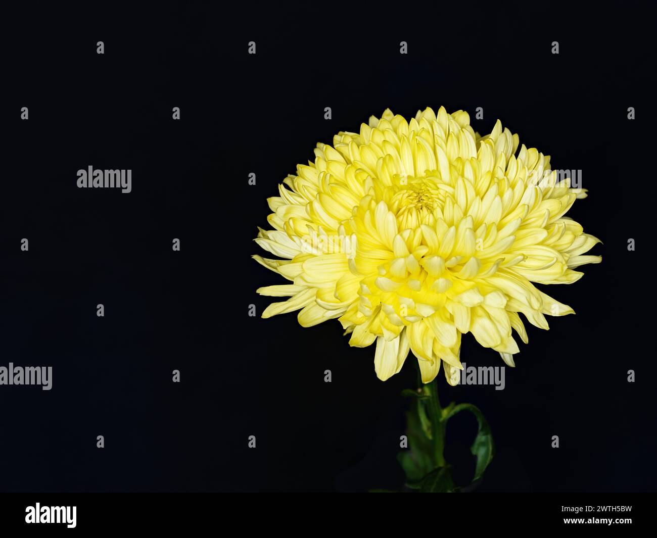 Solitary yellow flower, hardy garden mum, chrysanthemum morifolium. Stock Photo