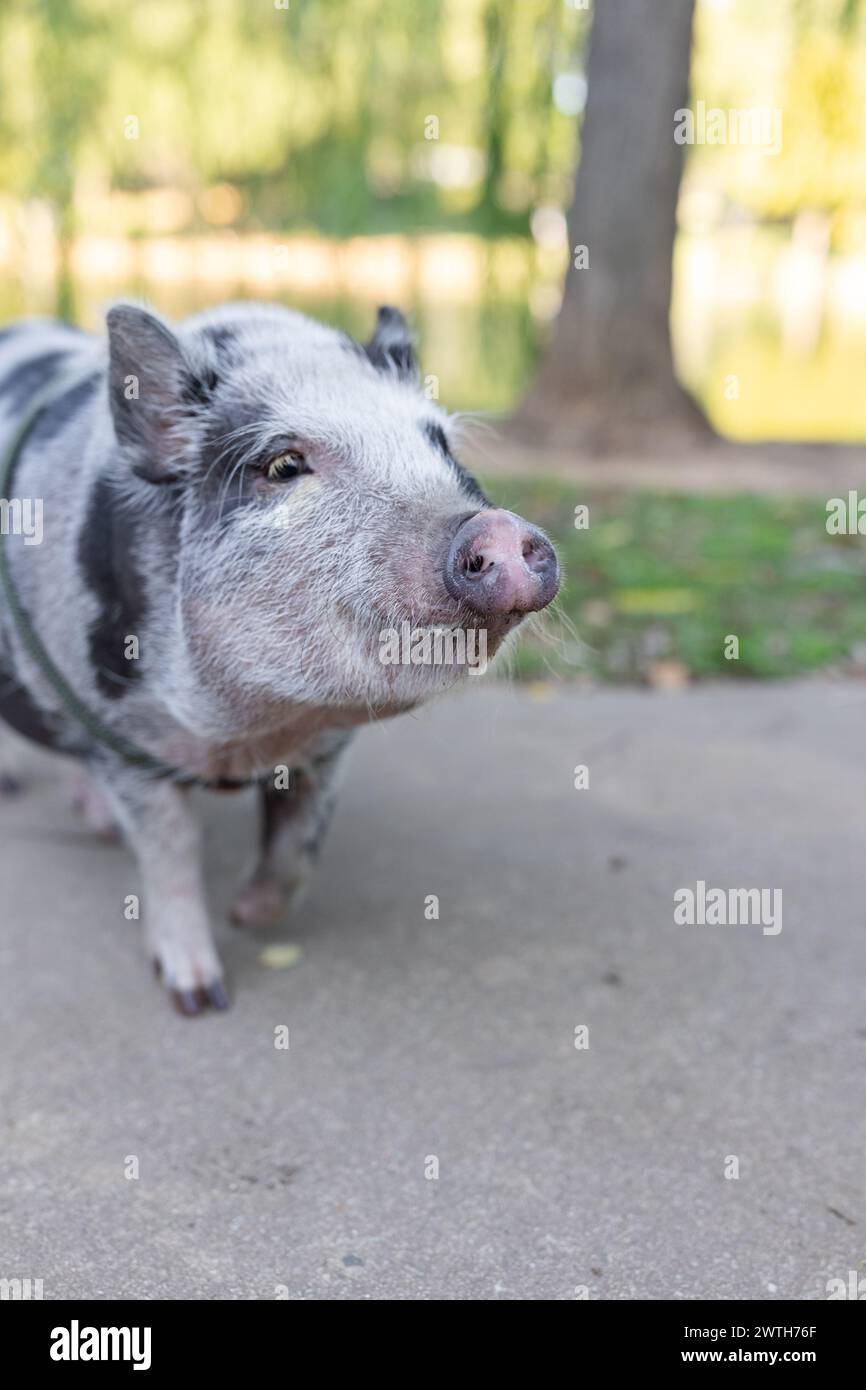 Striped pig on a park path, gazing curiously Stock Photo