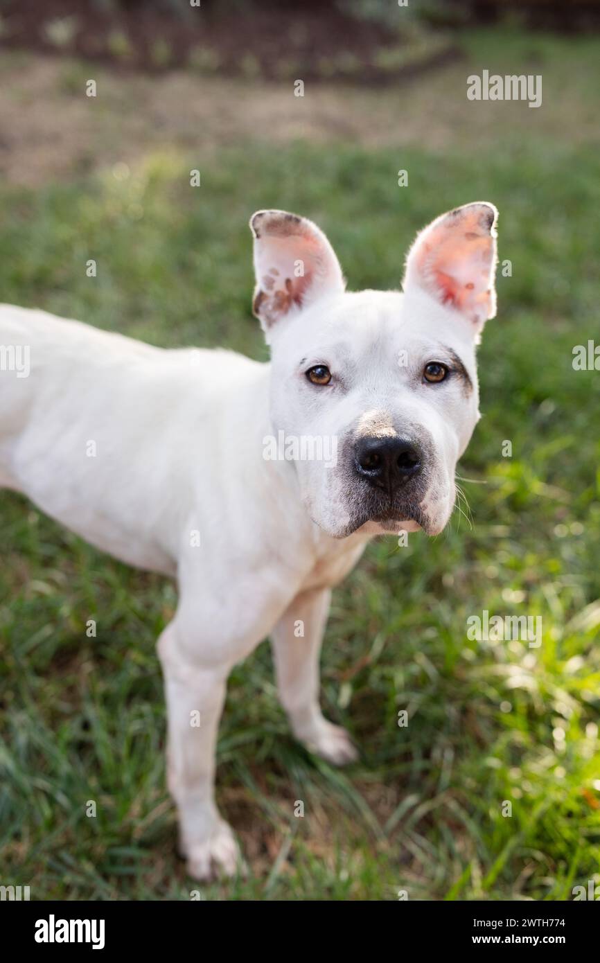 Rescued white dog, attentive with unique ears Stock Photo