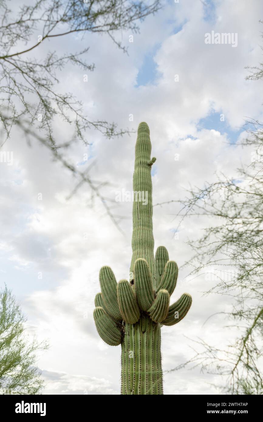 giant saguaro against cloudy sky blue puffy clouds sun bright light Stock Photo