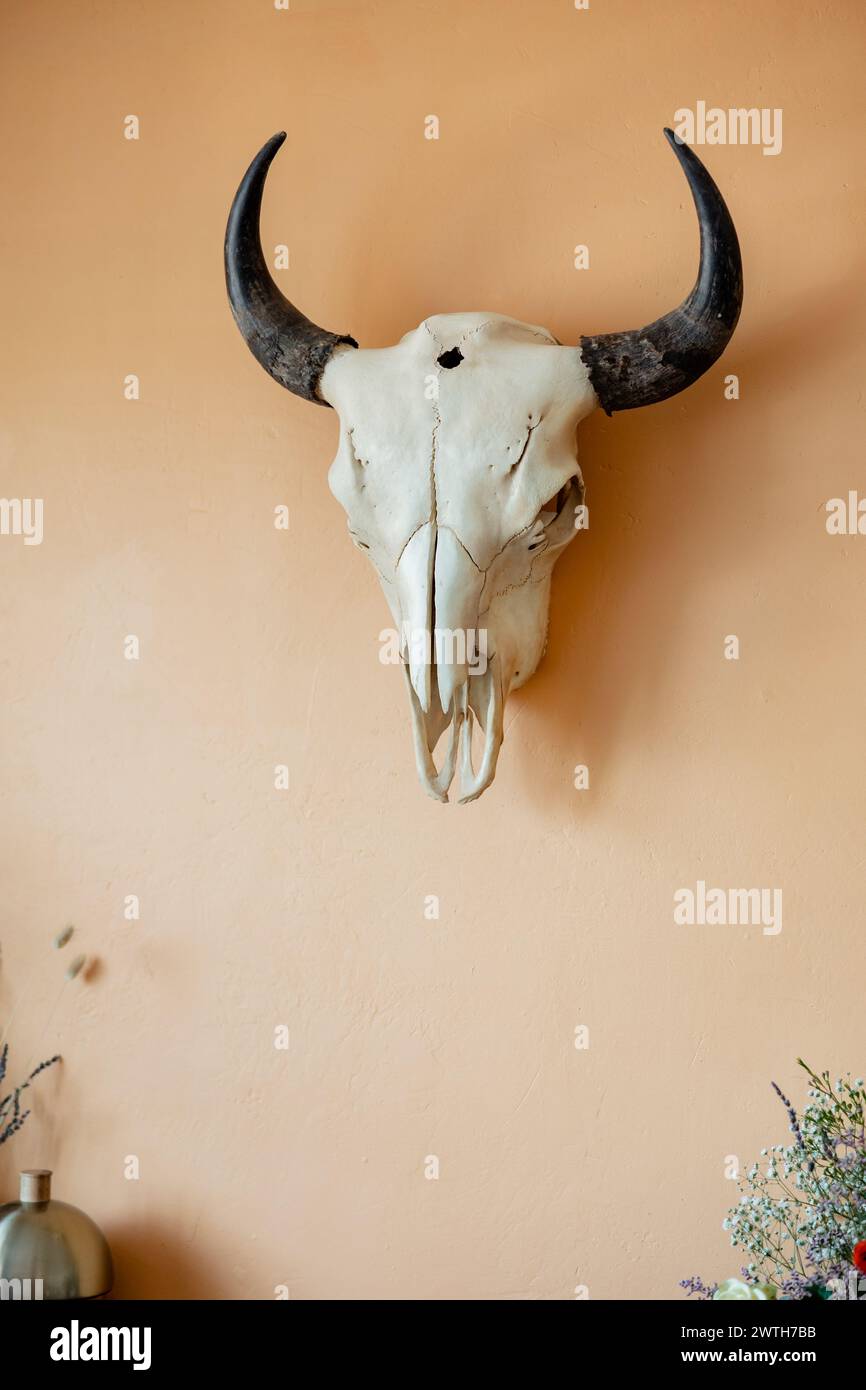 longhorn skull hanging on neutral wall white skull bones Stock Photo
