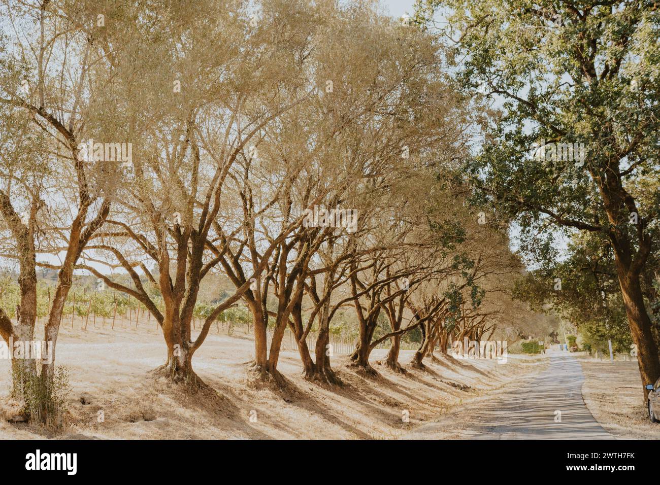 Tree line following a long driveway Stock Photo