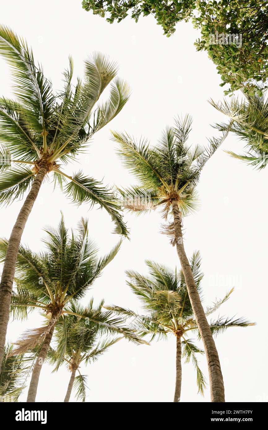 Palm trees blowing in the wind Stock Photo