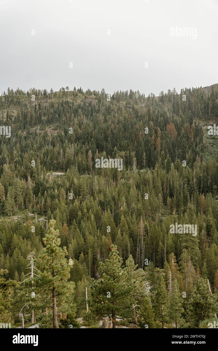 Green pine trees on mountain Stock Photo - Alamy