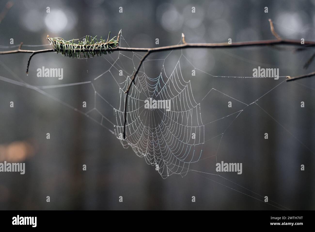 Spider web covered in droplets in forrest Stock Photo