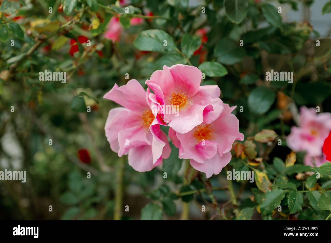 Pink Florals Hanging From A Tree Stock Photo - Alamy