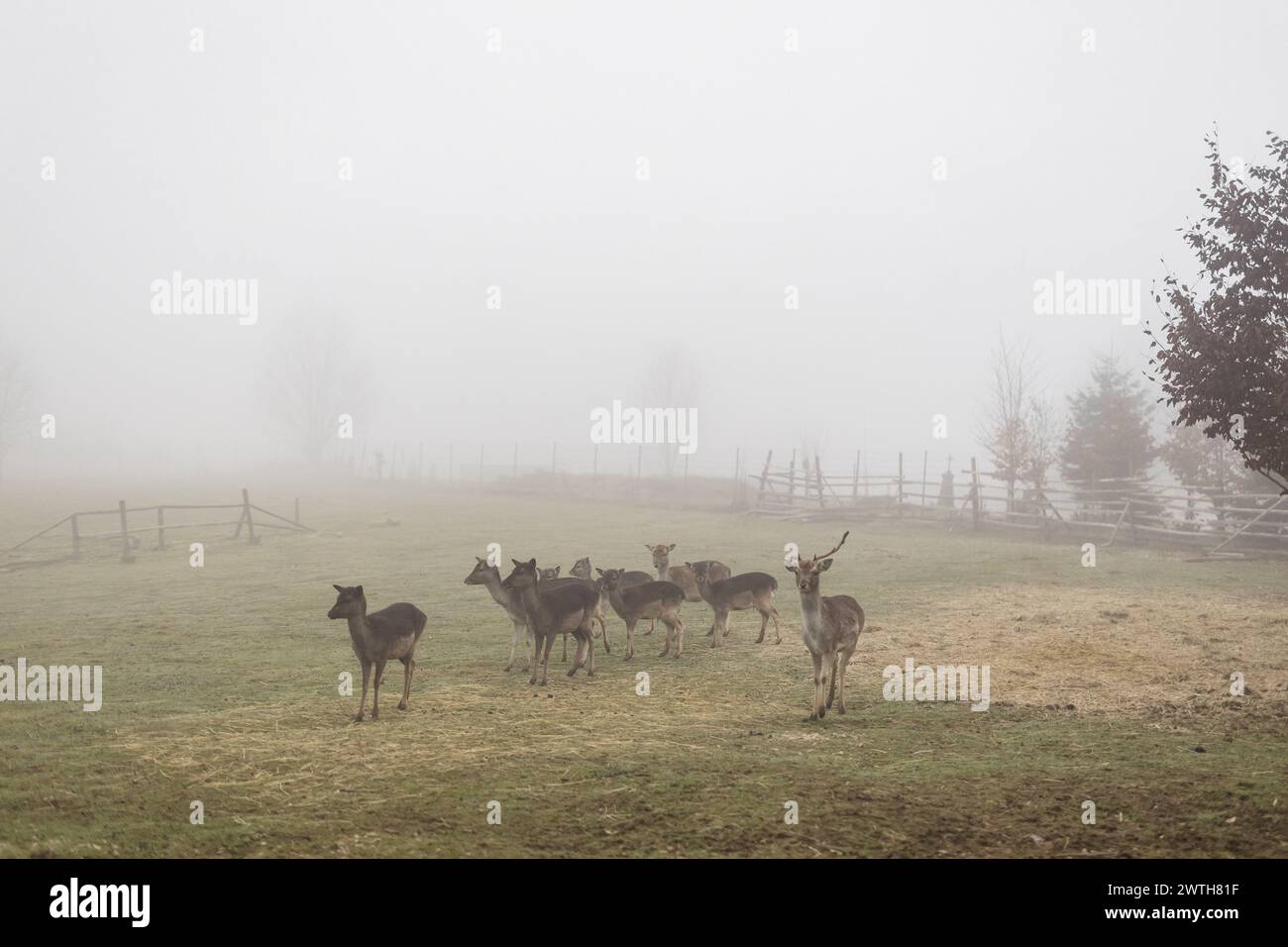 Herd of fallow deer in fog Stock Photo