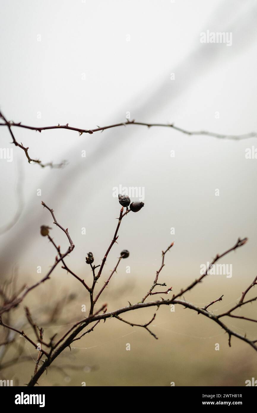 Old dry branches in hi-res stock photography and images - Alamy