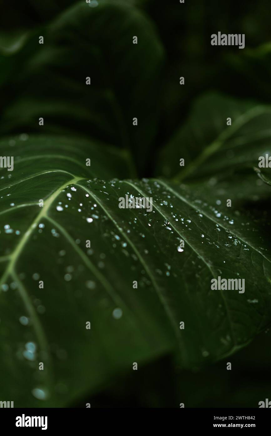 Jungle, tropical leaf with dew drops, close-up. Stock Photo