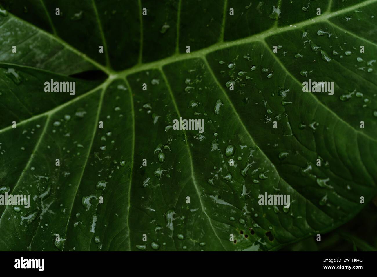 Jungle, tropical leaf with dew drops, close-up. Stock Photo