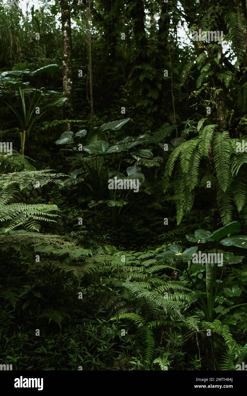 Jungle, tropical forest, Bali, Indonesia. Stock Photo