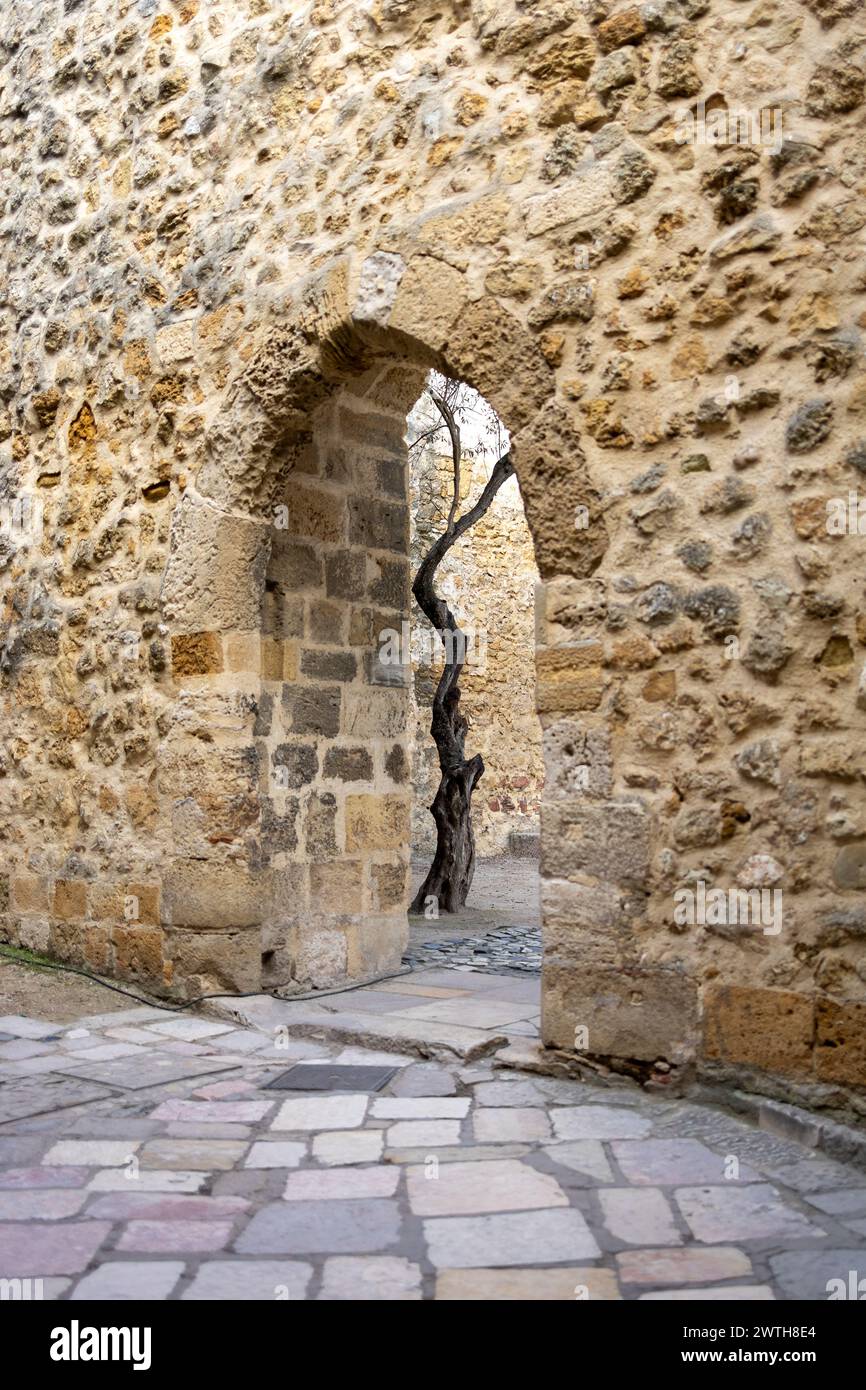 A Tree Framed Through Ancient Archway in Lisbon Stock Photo