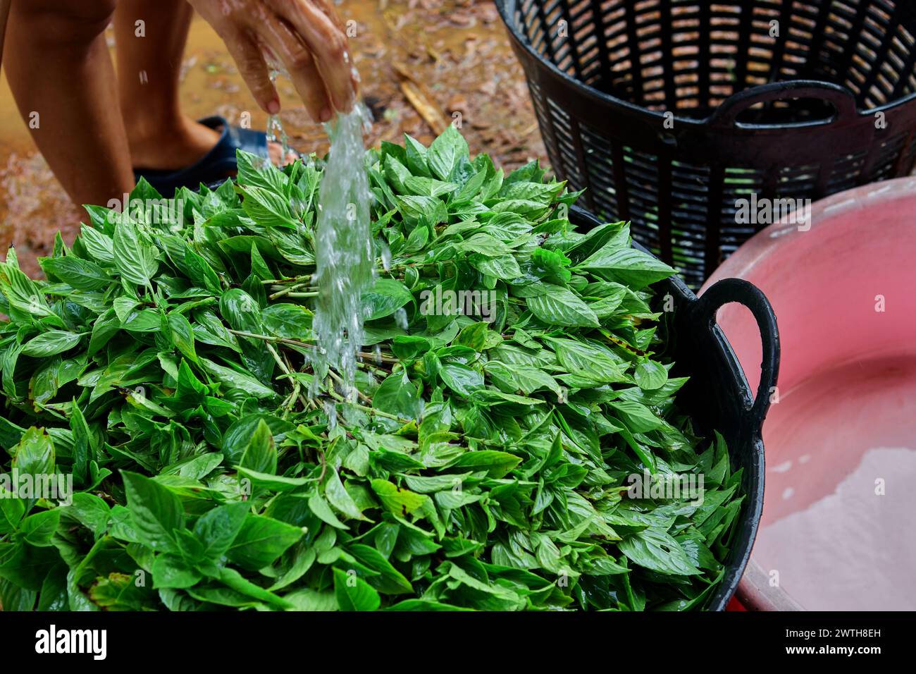 Vegetable washing basket hi-res stock photography and images - Alamy