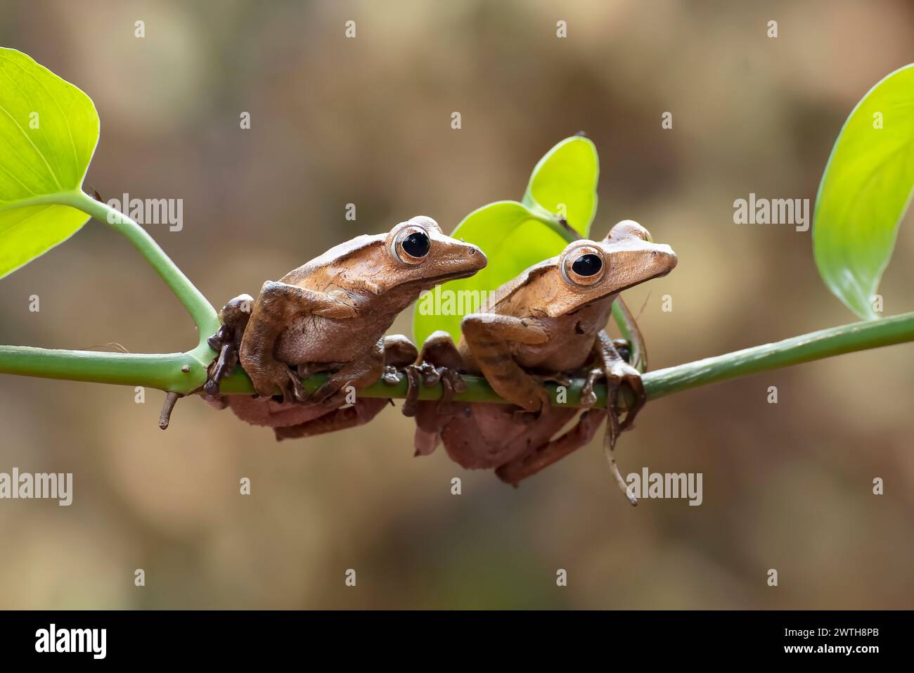 Javan tree frog hi-res stock photography and images - Alamy