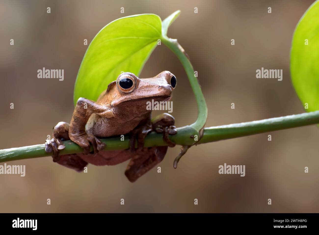 Javan tree frog perched on a branch Stock Photo