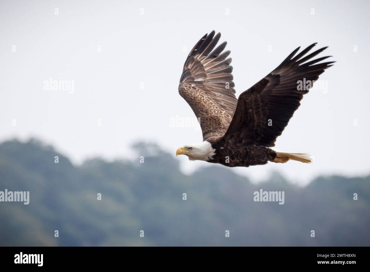 A bald eagle seen in Maryland's Eastern Shore Stock Photo - Alamy