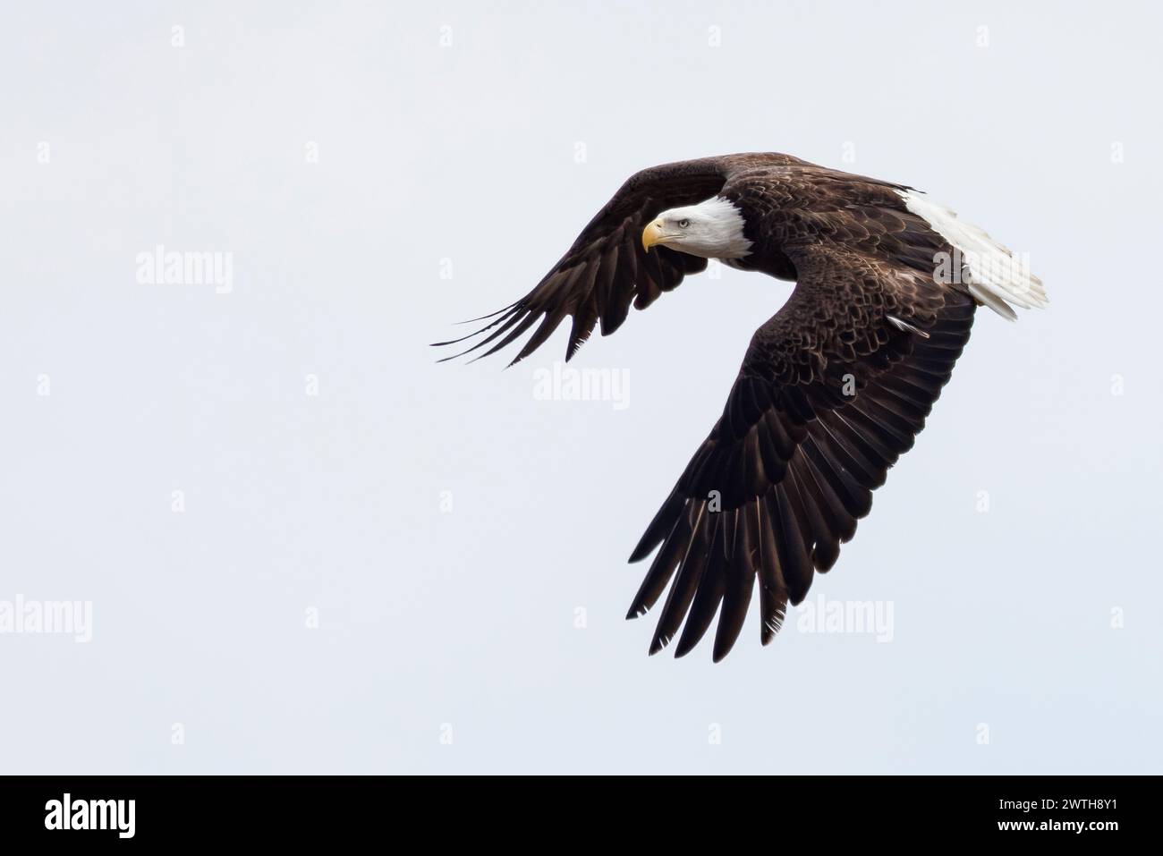 A bald eagle seen in Maryland's Eastern Shore Stock Photo - Alamy