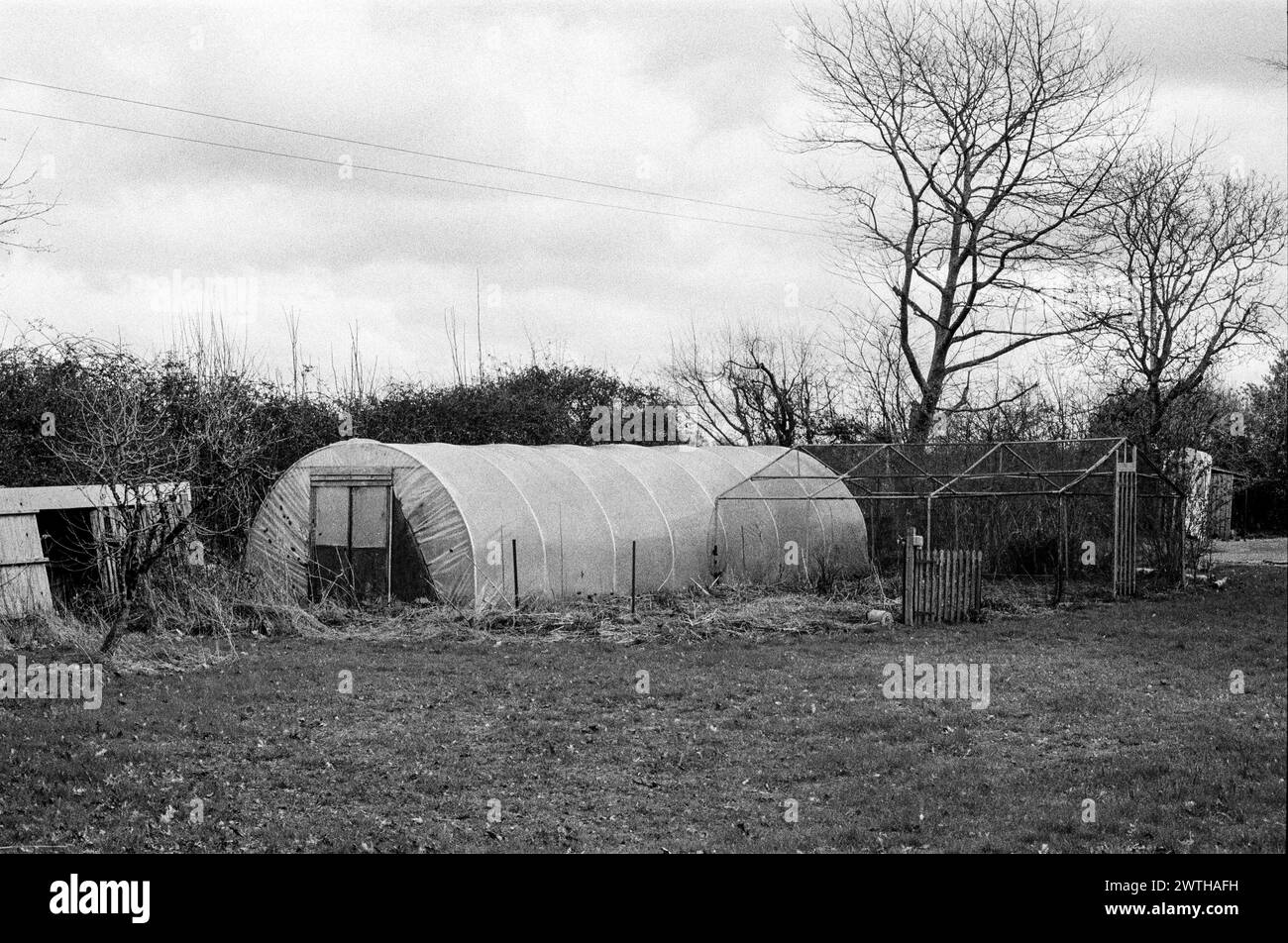 Polytunnel greenhouse, Medstead, Hampshire, England, United Kingdom. Stock Photo