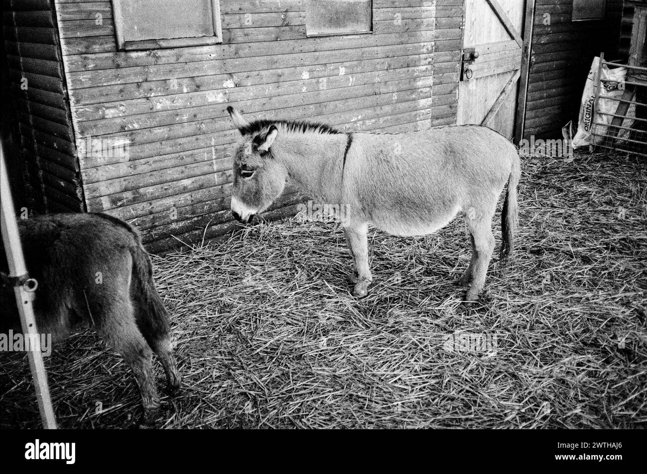 Mediterranean Donkey,  Millers Arc Nately Scures, Basingstoke, Hampshire, England, United Kingdom. Stock Photo