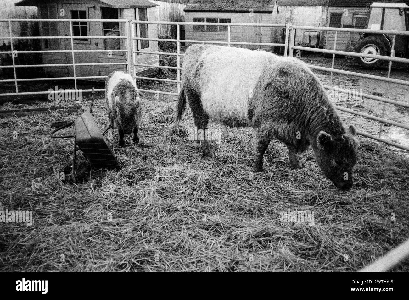 Belted Galloway calf at Millers Arc Nately Scures, Basingstoke, Hampshire, England, United Kingdom. Stock Photo