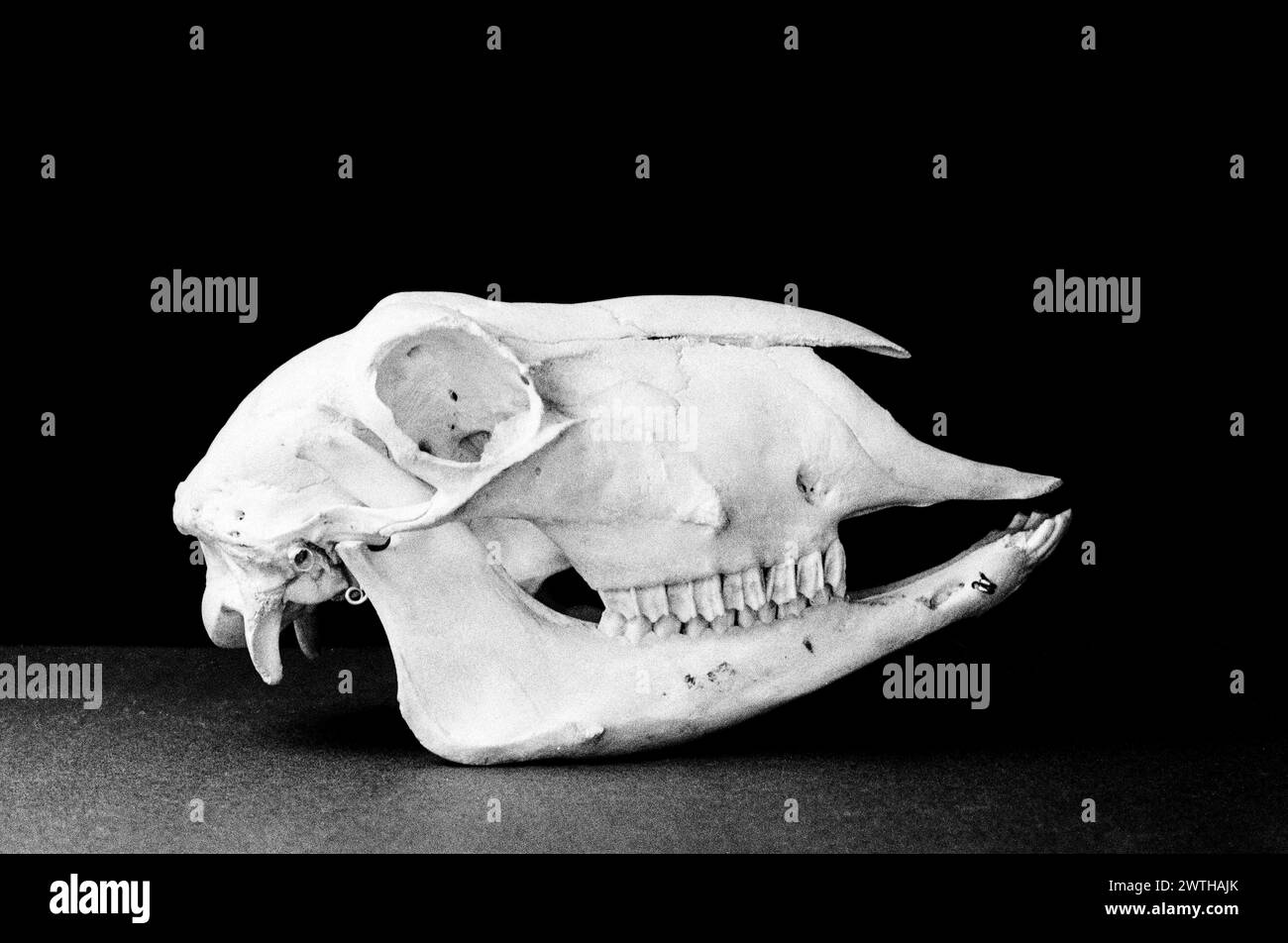 Sheep skull, photographed with a black studio background. Stock Photo
