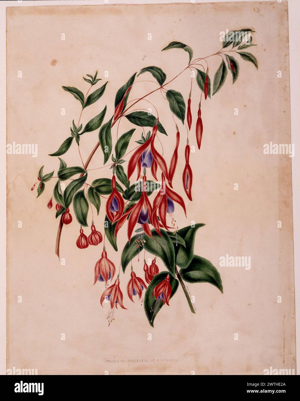 Watercolour - Fuchsia gracilis et globosa Anne Ross McCord (1807-1870) Stock Photo
