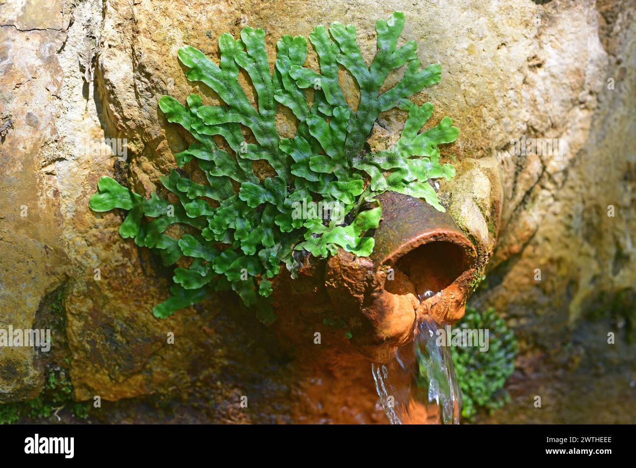 Great scented liverwort (Conocephalum conicum). This photo was taken in La Albera, Girona, Catalonia, Spain. Stock Photo