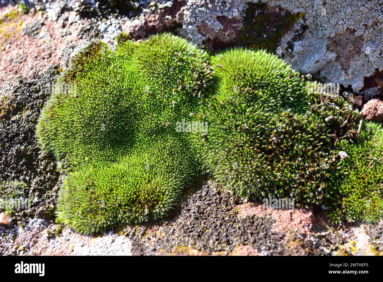 Grimmia sp. is a genus of mosses. This photo was taken in Prades Mountains, Tarragona, Catalonia, Spain. Stock Photo