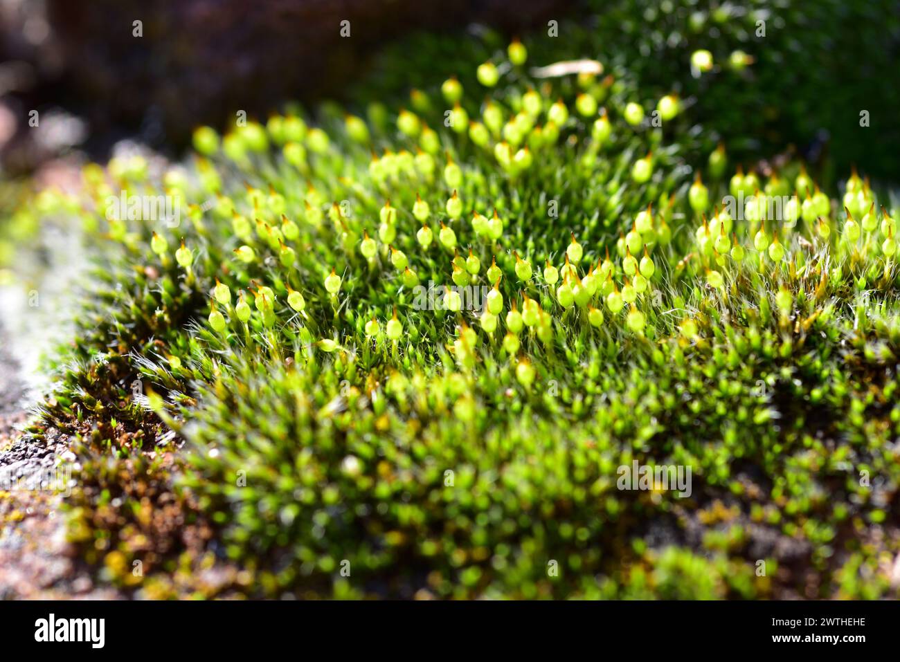 Grimmia sp. is a genus of mosses. This photo was taken in Prades Mountains, Tarragona, Catalonia, Spain. Stock Photo