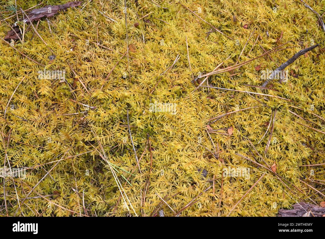 Scleropodium purum or Pseudoscleropodium purum is a moss of a Brachytheciaceae family. This photo was taken in Dunas de Sao Jacinto Natural Park, Avei Stock Photo