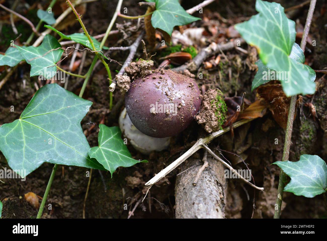 Cortinarius praestans is an edible mushroom. This photo was taken in La
