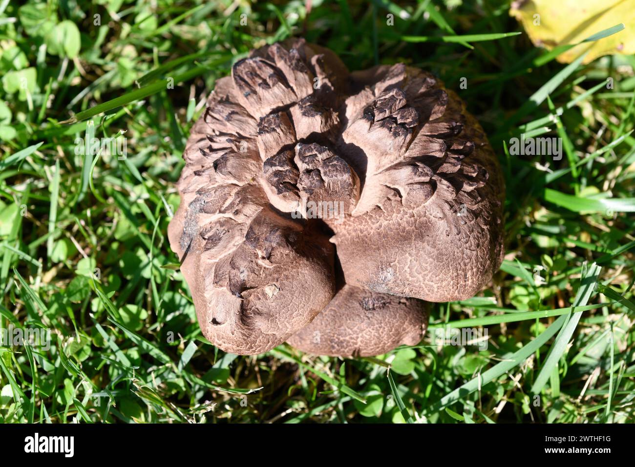 Sarcodon squamosus or Hydnum squamosum is a mushroom edible when young. This photo was taken in Picos de Urbion, border between Soria, Burgos and La R Stock Photo