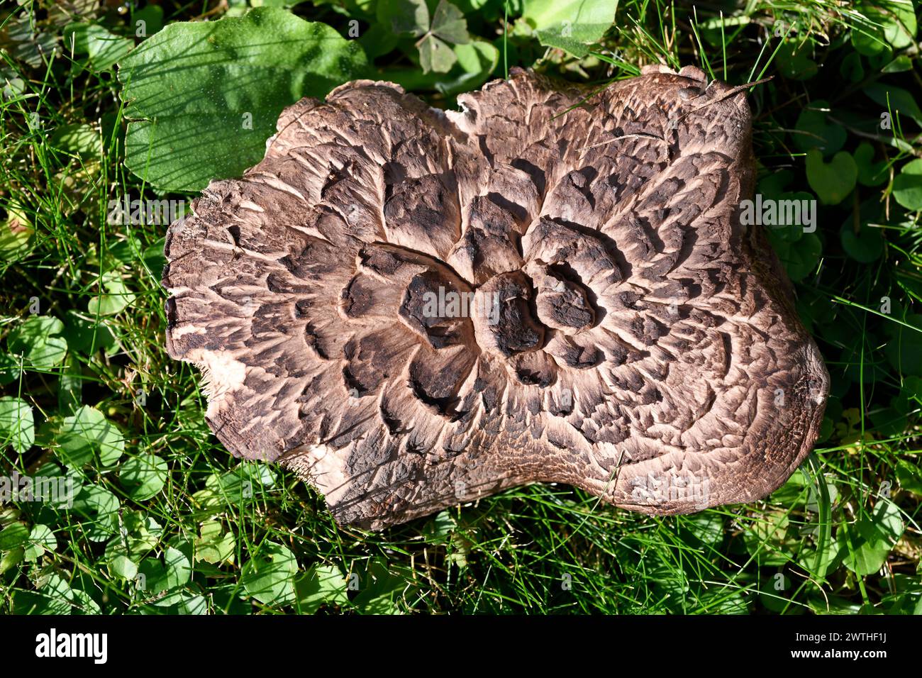 Sarcodon squamosus or Hydnum squamosum is a mushroom edible when young. This photo was taken in Picos de Urbion, border between Soria, Burgos and La R Stock Photo